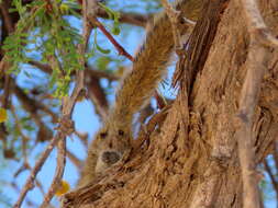 Image of Congo Rope Squirrel