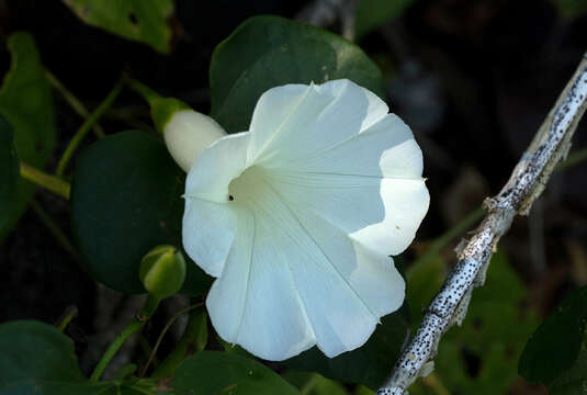 Image of Ipomoea shupangensis Baker