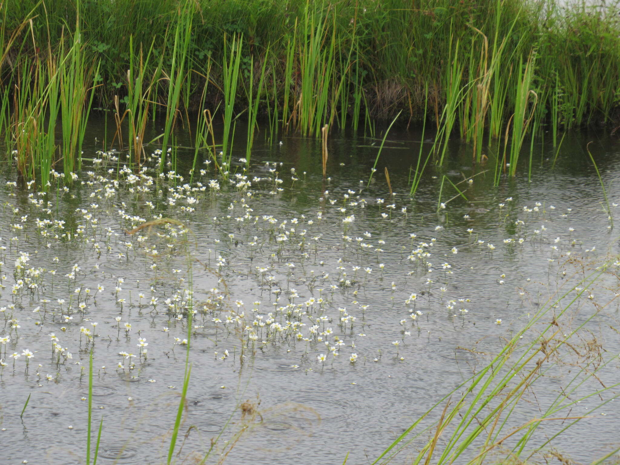 Image of Ranunculus kauffmanii P. Clerc