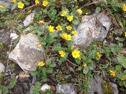 Geum reptans L.的圖片