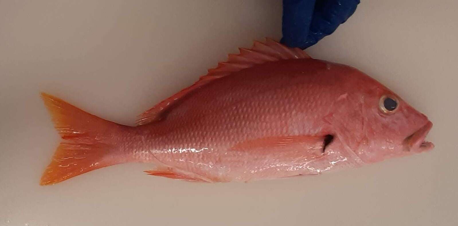 Image of Black Spot Snapper