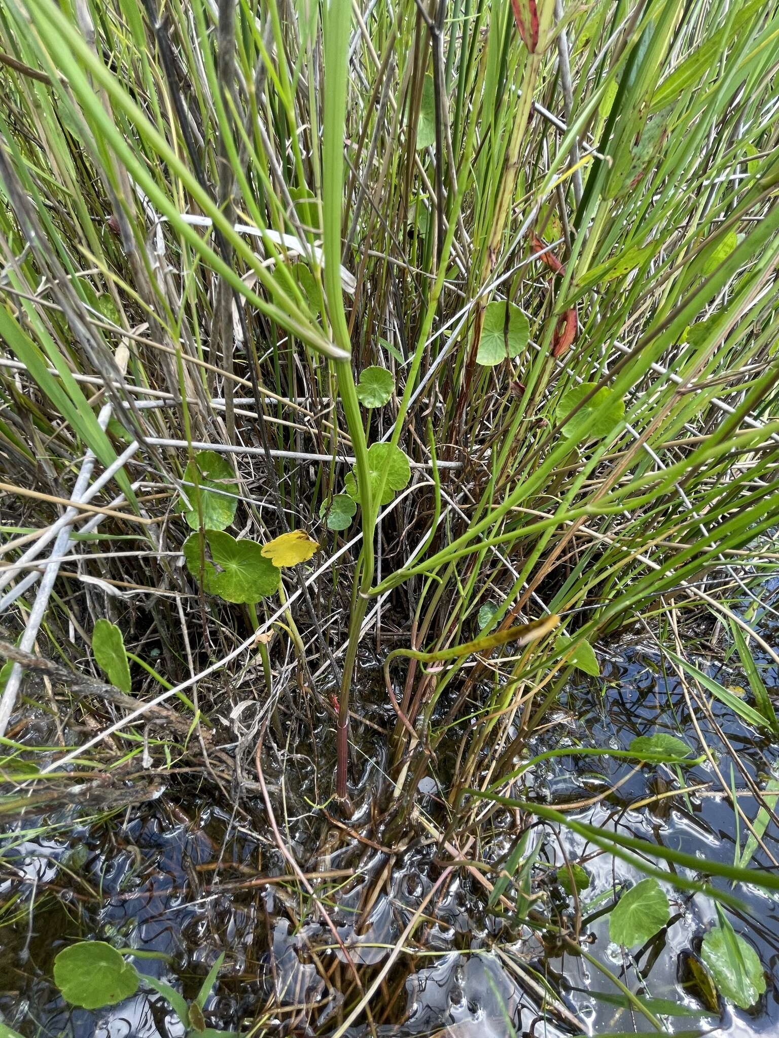 Image of Gulf River Harperella