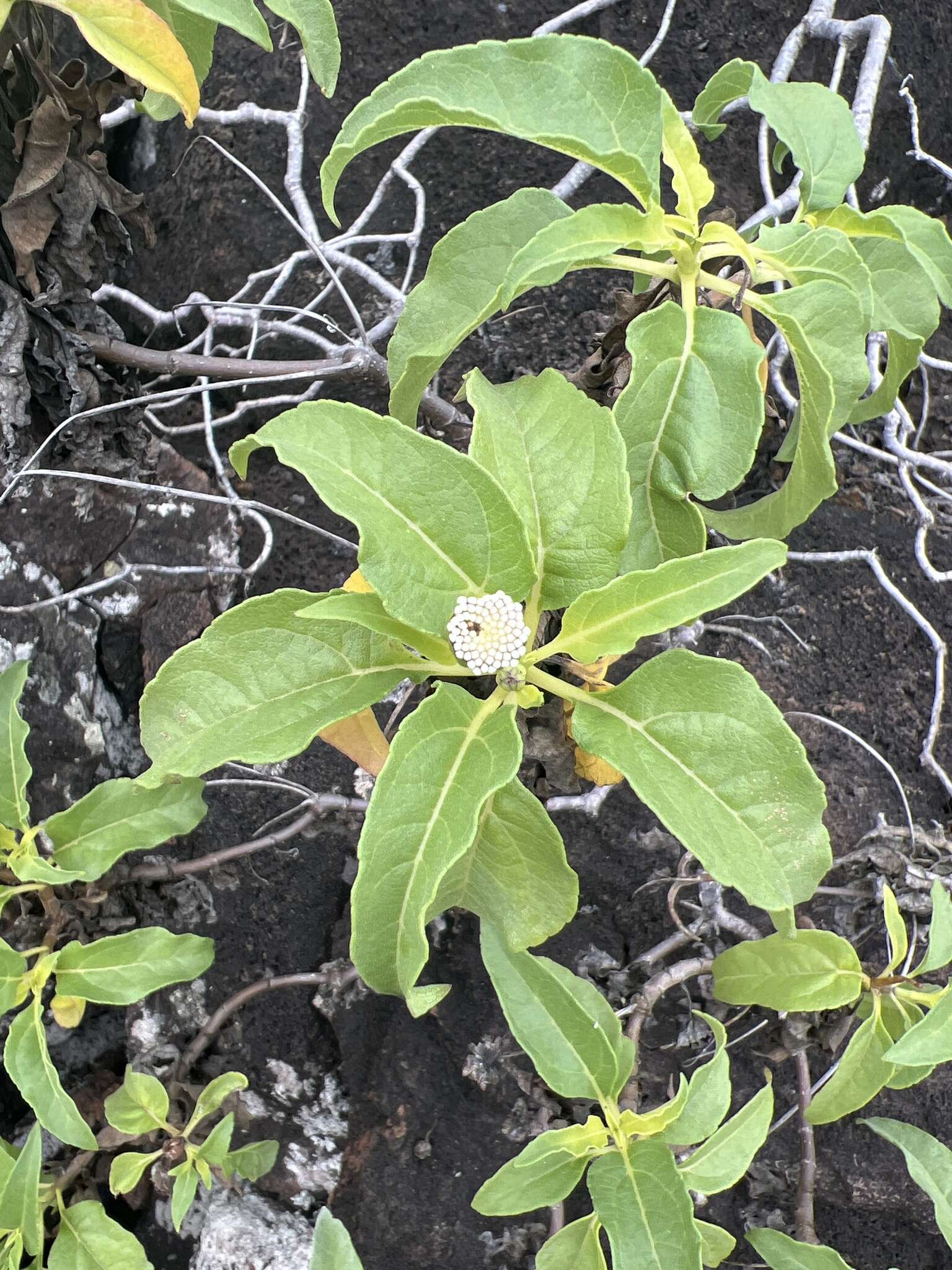 Image of Scalesia gordilloi O. Hamann & S. Wium-Andersen