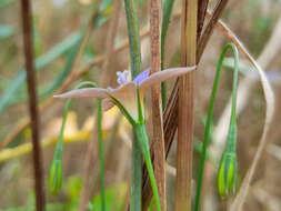 Imagem de Wahlenbergia luteola P. J. Sm.