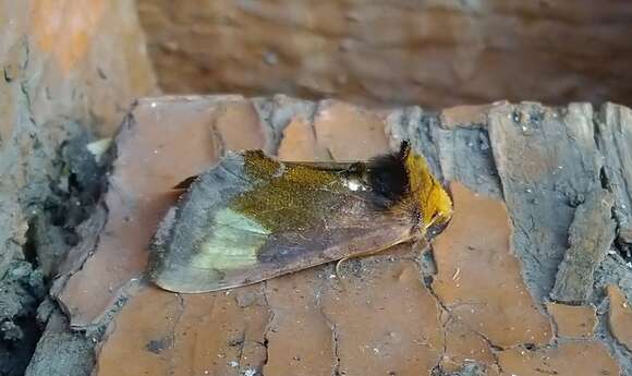 Image of scarce burnished brass