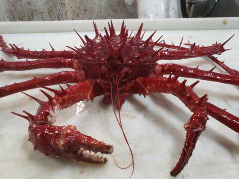 Image of porcupine king crab