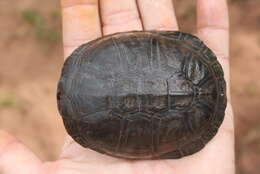 Image of West African mud turtle