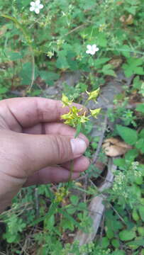 Image of Mt. Graham Spurred-Gentian