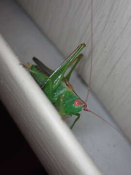 Image of Long-spurred Meadow Katydid