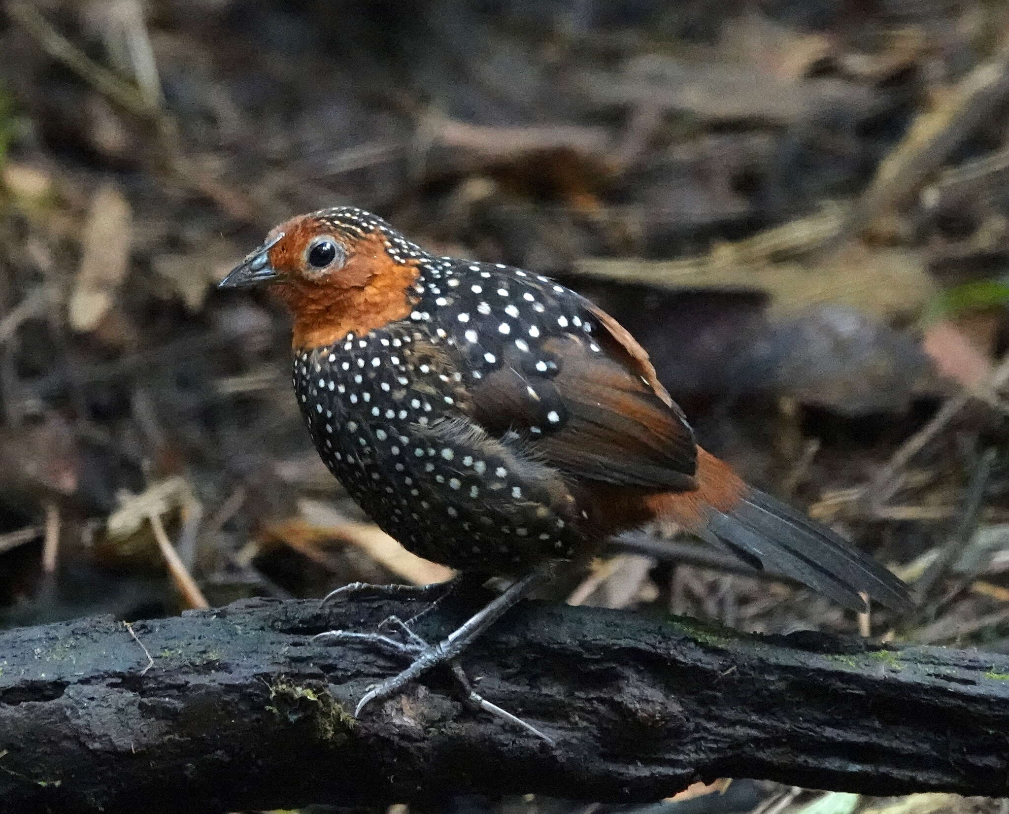 Sivun Acropternis Cabanis & Heine 1860 kuva