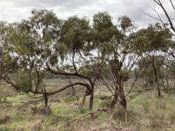 Image of eucalyptus