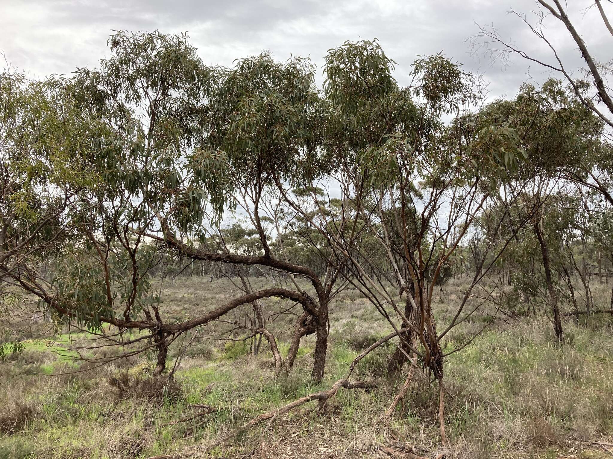 Image of eucalyptus