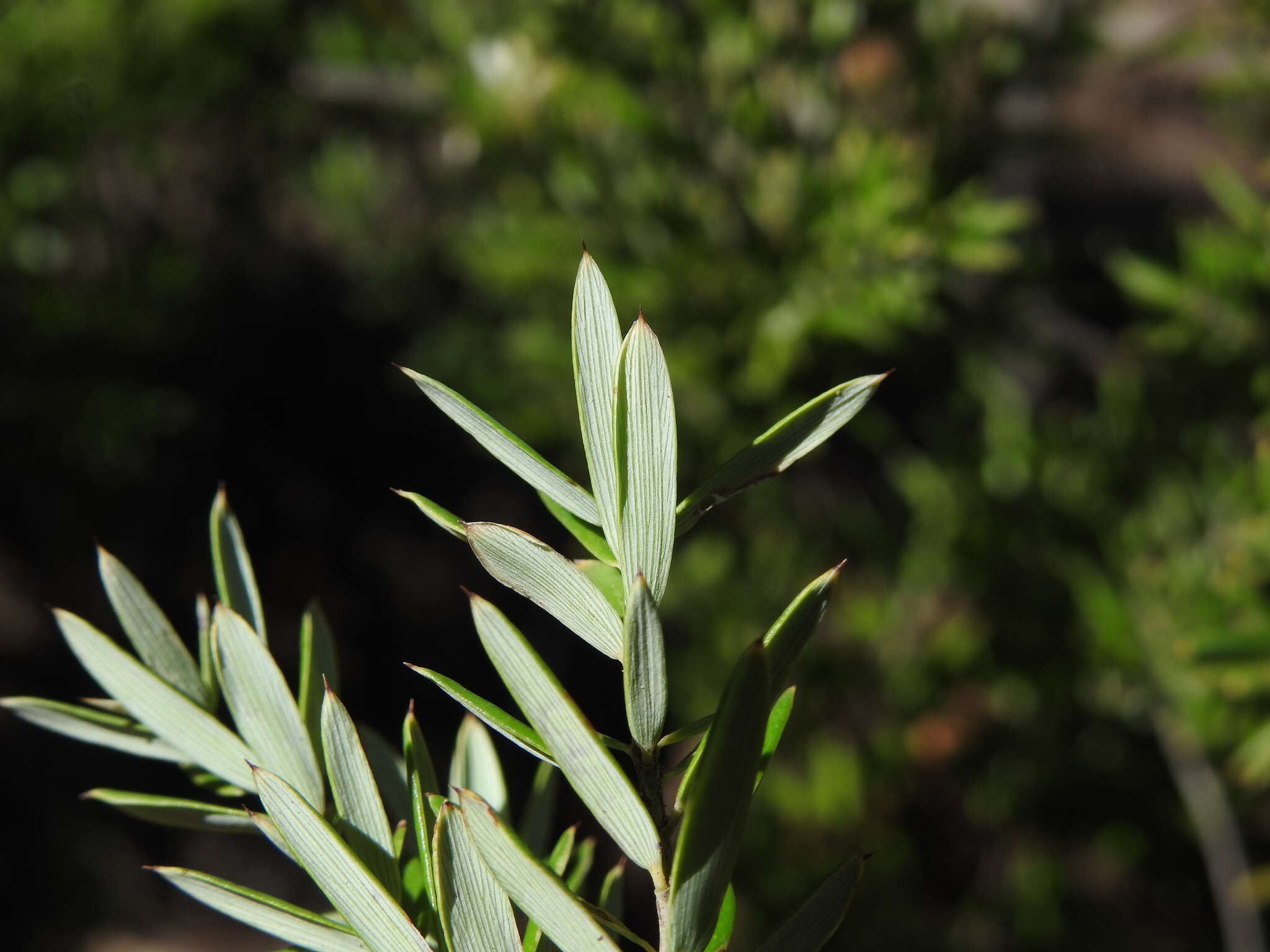 Image of Agiortia pedicellata (C. T. White) Quinn