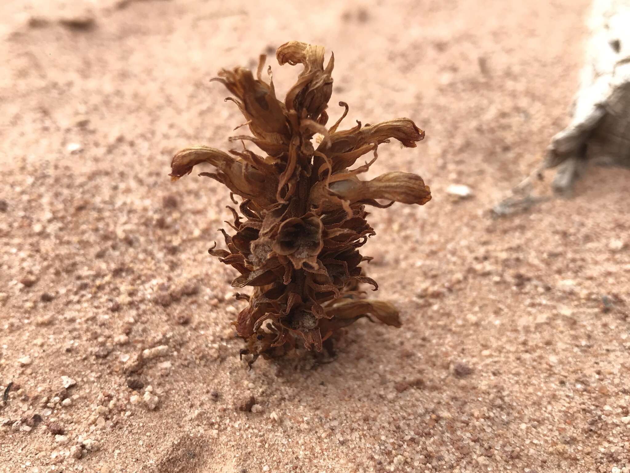 Image of flat-top broomrape