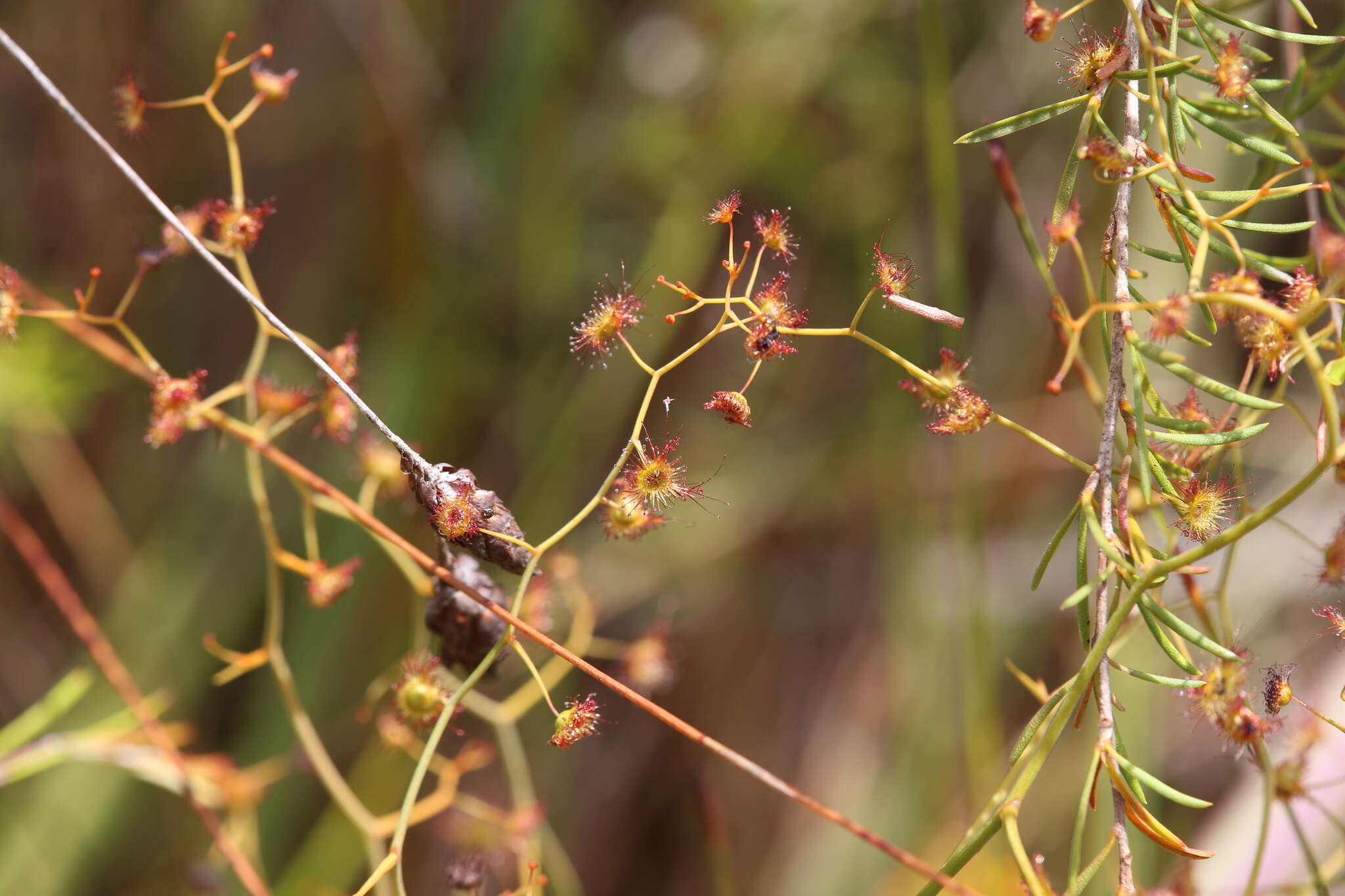 Image de Drosera geniculata