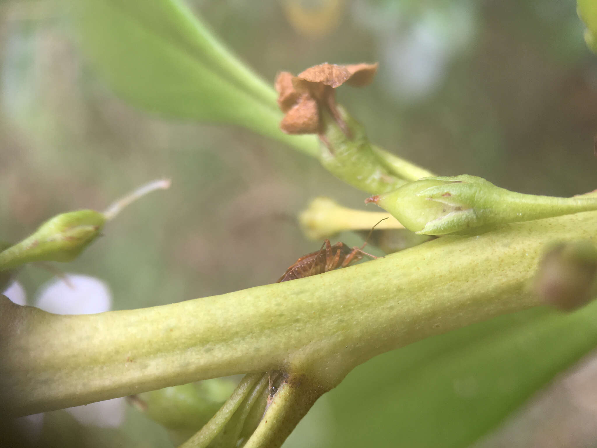 Sivun Chinamiris aurantiacus Eyles & Carvalho 1991 kuva