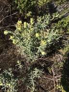 Image of San Clemente Island Indian paintbrush