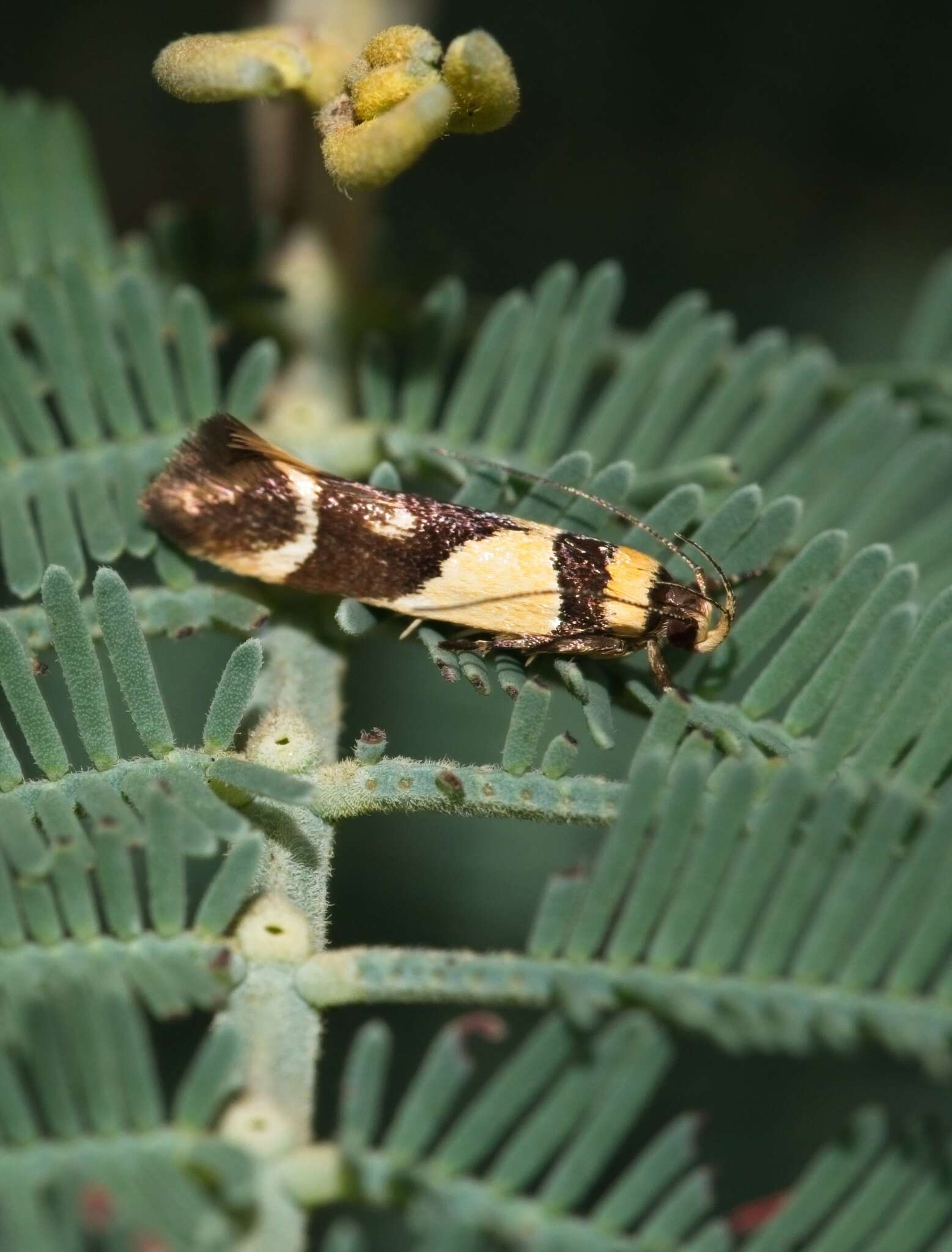 Image of Macrobathra chrysotoxa Meyrick 1886