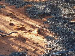 Image of Sandy Inland Mouse