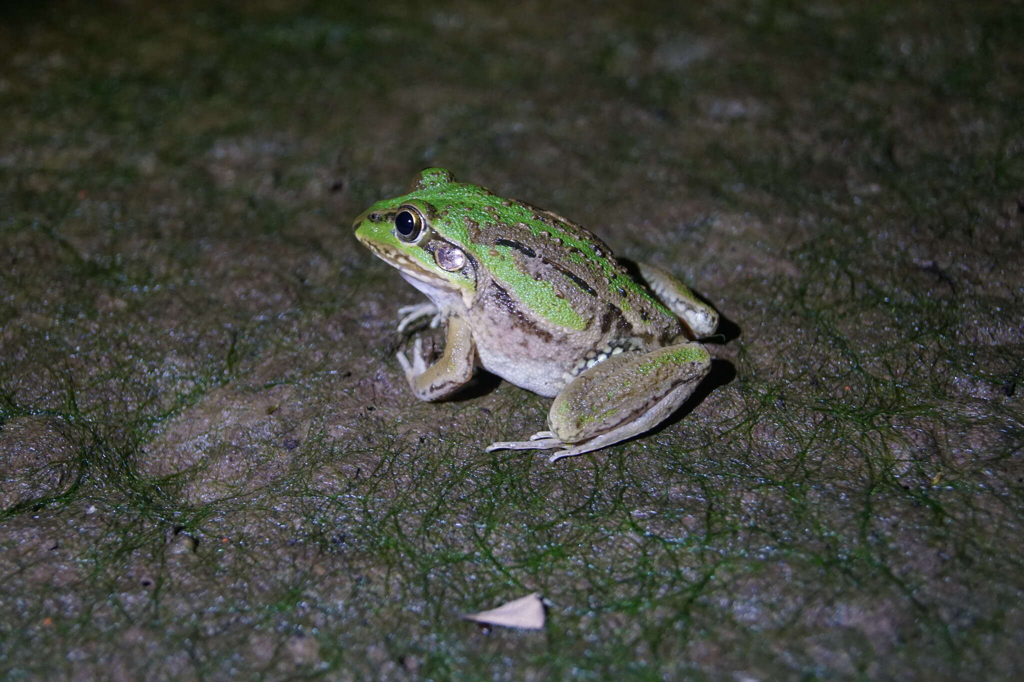 صورة Ranoidea alboguttata (Günther 1867)