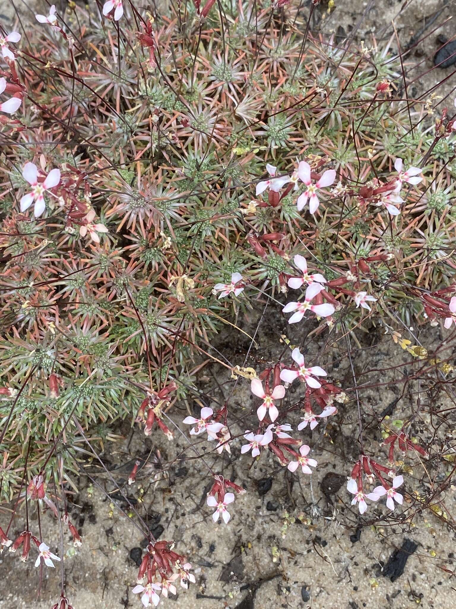 Image of Stylidium lepidum F. Müll. ex Benth.