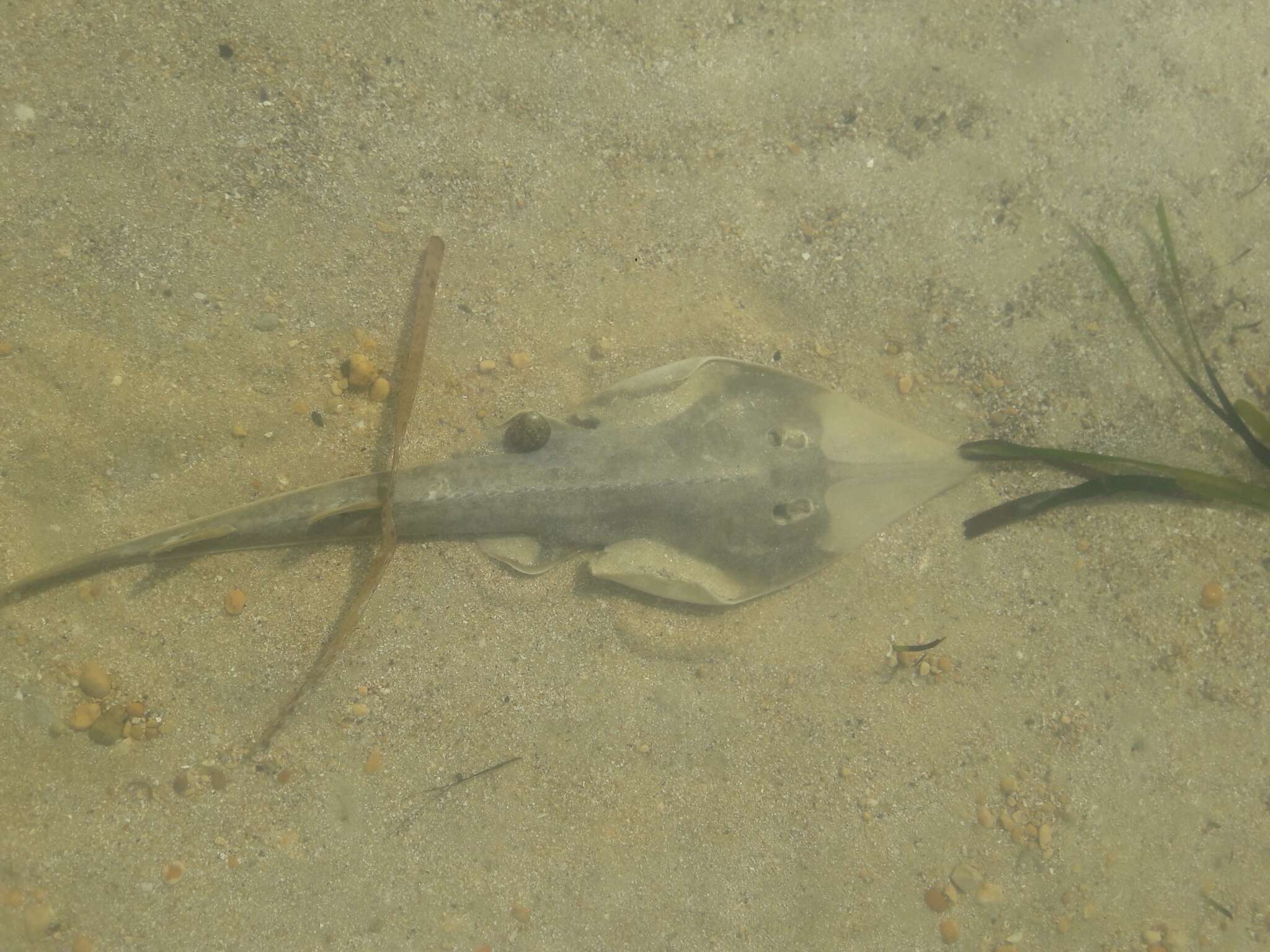 Image of Blackchin guitarfish