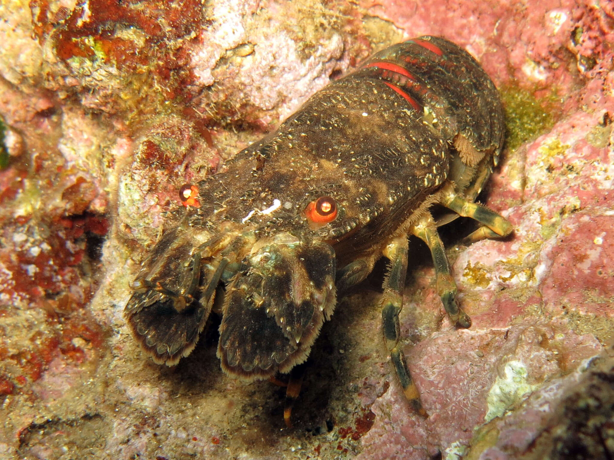 Image of Small European Locust Lobster