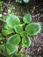 Imagem de Ourisia macrophylla Hook.