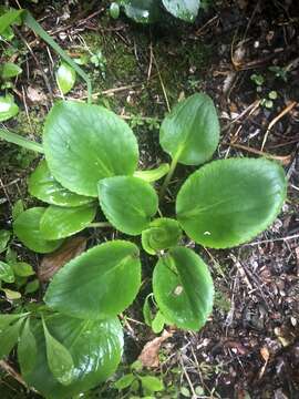 Imagem de Ourisia macrophylla Hook.