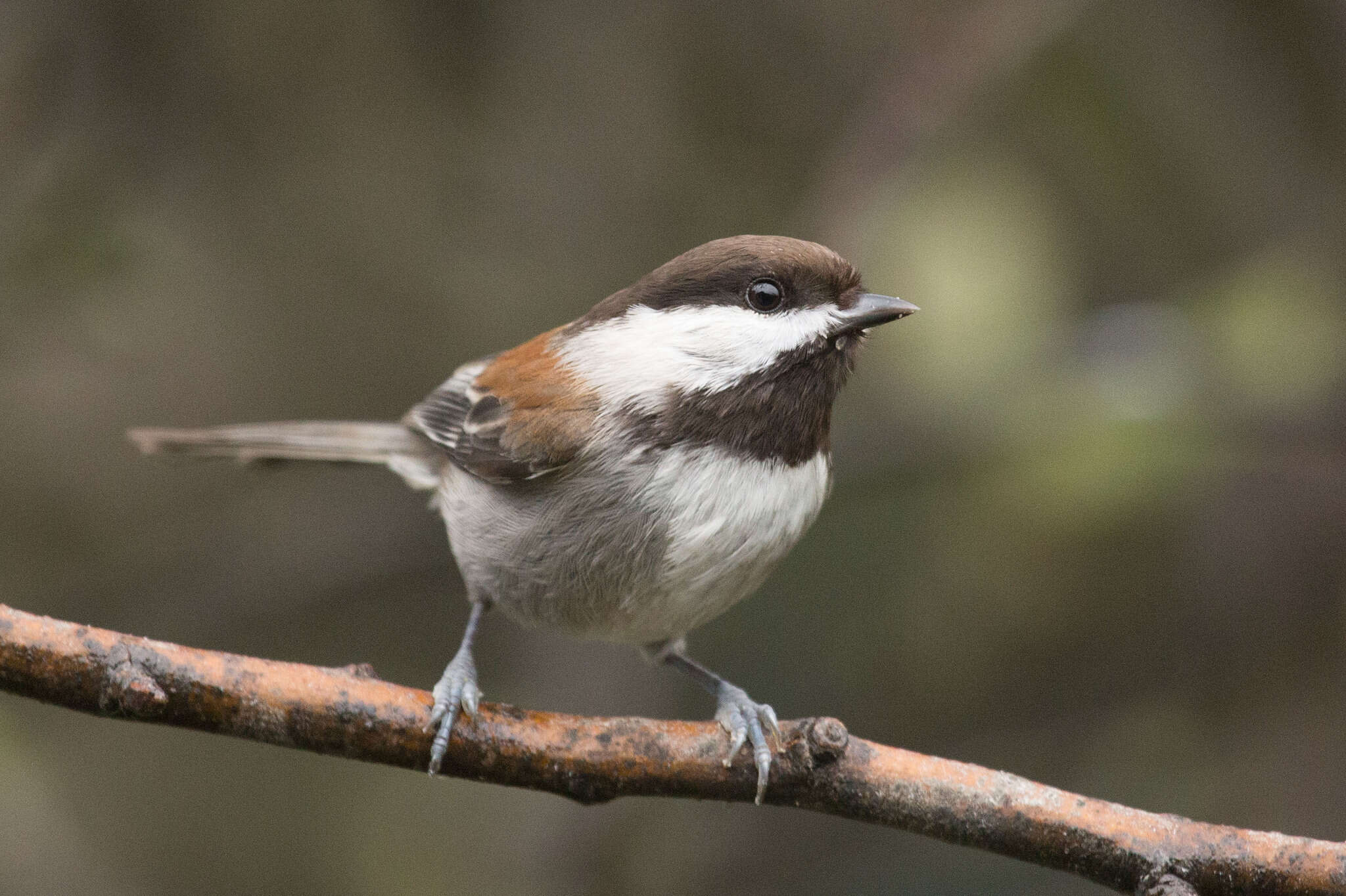 Image of Chestnut-backed Chickadee