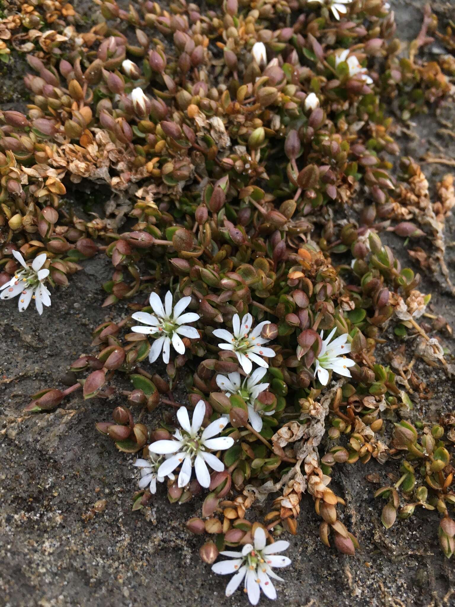 Imagem de Stellaria humifusa Rottb.