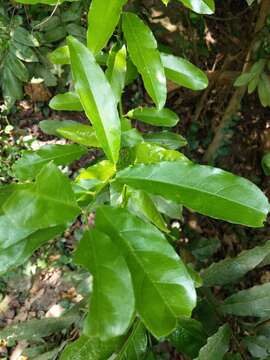 Image of Capparis henryi Matsum.