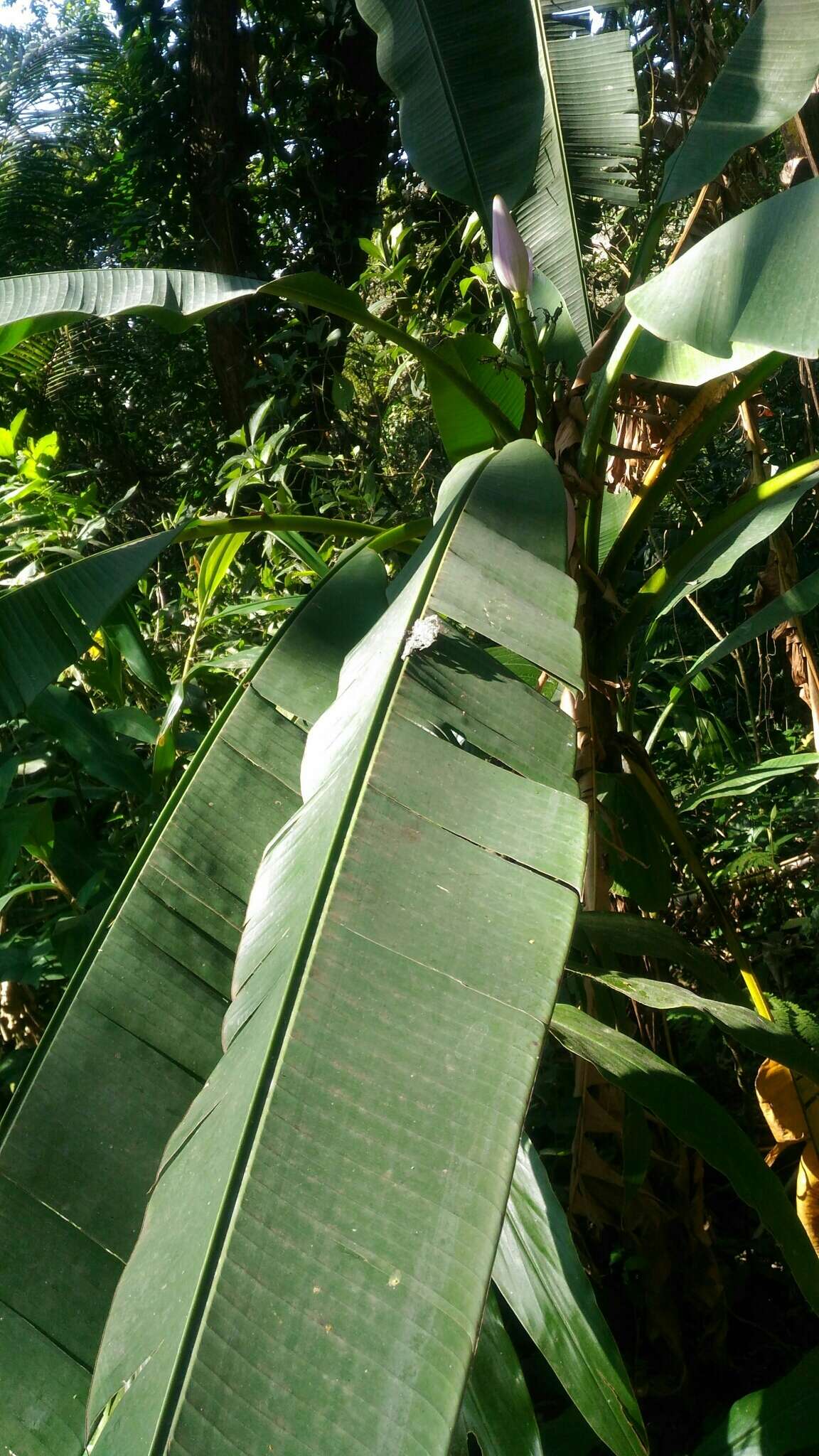 Image of Musa ornata Roxb.