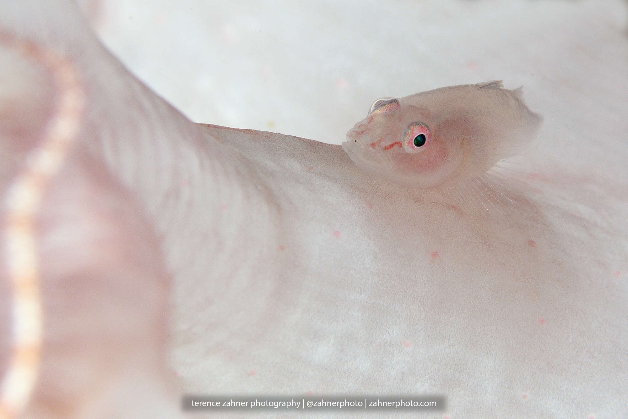 Image of Soft coral ghostgoby