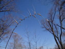 Imagem de Elymus hystrix var. hystrix