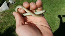 Image of Linnaeus' Lance Skink