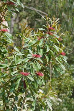 Image of Telopea oreades F. Müll.