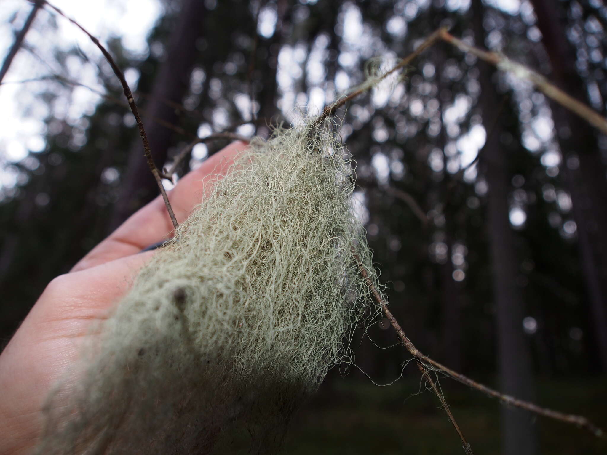 Image of horsehair lichen