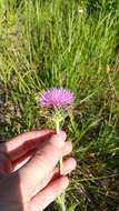 Plancia ëd Cirsium valentinum Porta & Rigo