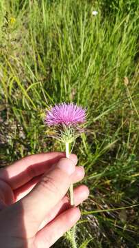 Imagem de Cirsium valentinum Porta & Rigo