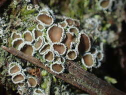Image of Psoroma hypnorum var. paleaceum (Fr.) Rostr.