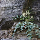 Image de Corydalis fangshanensis W. T. Wang