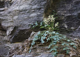 Image de Corydalis fangshanensis W. T. Wang