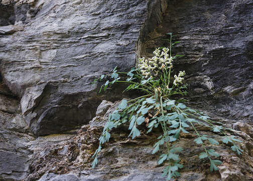 Image de Corydalis fangshanensis W. T. Wang