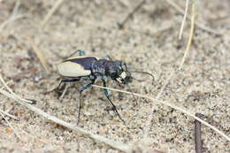 Image of Cicindela (Cicindela) formosa gibsoni Brown 1940