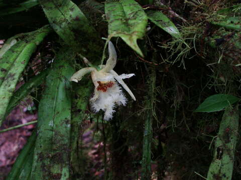 Image of Chondroscaphe embreei (Dodson & Neudecker) Rungius