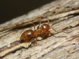 Image of Little yellow ant