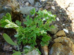 Corydalis capnoides (L.) Pers. resmi