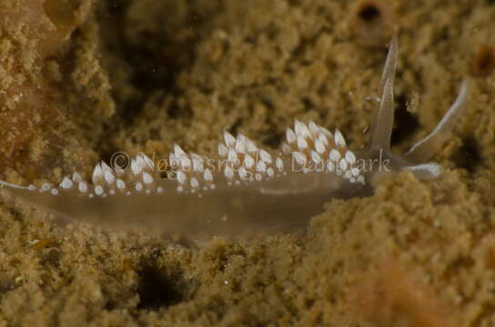 Image of Coryphella verrucosa (M. Sars 1829)