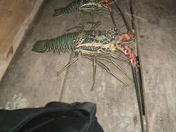 Image of Painted Spiny Lobster